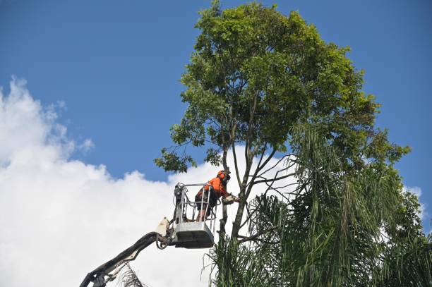 Leaf Removal in Clifton Springs, NY