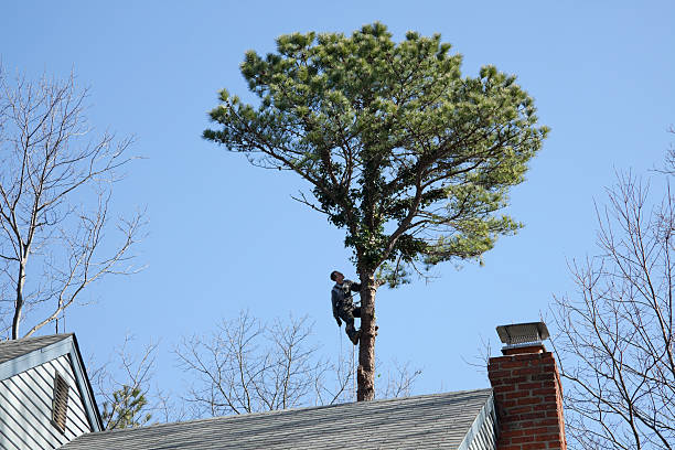 Professional Tree Removal Services in Clifton Springs, NY